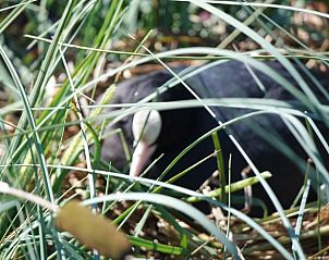 Unterkunft 294809 - Ferienhaus Achterhoek - Vakantiehuisje in Neede