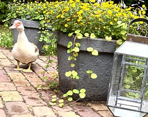 Sfeervolle tuin met eend bij Vakantiehuisje in Neede, Achterhoek