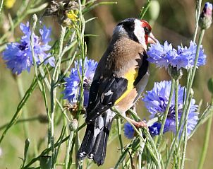 Verblijf 294833 - Vakantiewoning Achterhoek - Huisje in Neede