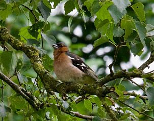 Guest house 294833 - Holiday property Achterhoek - Huisje in Neede