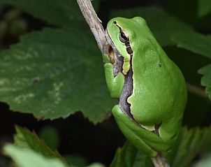 Guest house 294834 - Holiday property Achterhoek - Vakantiehuisje in Neede