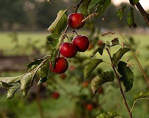 Verblijf 295822 - Vakantiewoning Achterhoek - Huisje in Lievelde