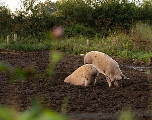 Verblijf 295822 - Vakantiewoning Achterhoek - Huisje in Lievelde