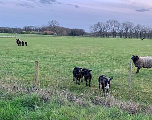 Schapenweide nabij Vakantiehuisje in Winterswijk Miste, ideaal voor natuurliefhebbers in de Achterhoek, Gelderland.