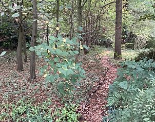 Unterkunft 296412 - Ferienhaus Achterhoek - Huisje in Winterswijk Brinkheurne