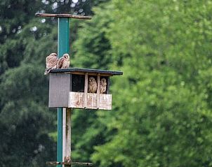 Huisje in Almen, vakantieaccommodatie in de Achterhoek, Gelderland. Vogelhuisje met vogels in de groene omgeving.