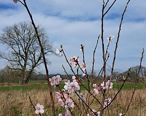 Huisje in Almen, vakantiewoning in de Achterhoek, Gelderland. Bloeiende bomen in de lente met weidse uitzichten.