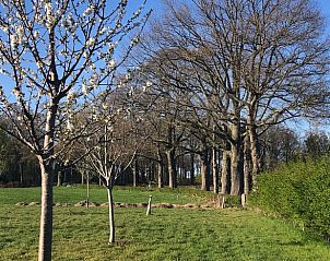 Huisje in Almen, vakantieaccommodatie in de Achterhoek, Gelderland. Bomenrij in bloei langs een groene weide.
