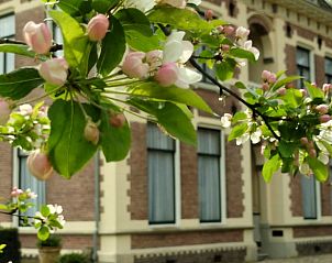 Bloesem aan boom bij Vakantiehuisje in Winterswijk Woold, een oase van rust in de Achterhoek, Gelderland.