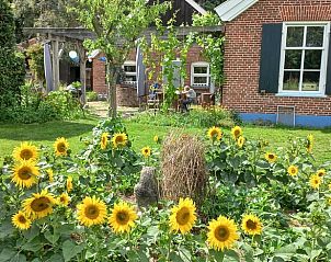 Zonnige tuin met zonnebloemen bij Vakantiehuis in Winterswijk Woold, een oase van rust in de Achterhoek, Gelderland.