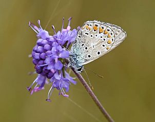 Natuur rondom Vakantiehuis in Winterswijk Woold met kleurrijke bloemen en vlinder in Achterhoek, Gelderland.