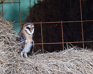 Schattige uil in schuur bij Vakantiehuis in Winterswijk Woold voor natuurliefhebbers in Achterhoek, Gelderland.