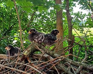 Guest house 297714 - Holiday property Achterhoek - Huisje in Winterswijk - Meddo