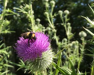 Guest house 297714 - Holiday property Achterhoek - Huisje in Winterswijk - Meddo