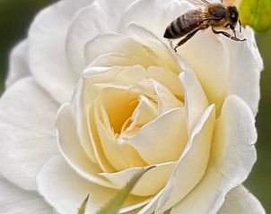 Unterkunft 297909 - Ferienhaus Achterhoek - Vakantiehuisje in Voorst