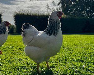 Unterkunft 297909 - Ferienhaus Achterhoek - Vakantiehuisje in Voorst