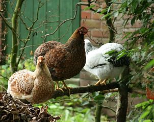 Unterkunft 297910 - Ferienhaus Achterhoek - Vakantiehuis in Voorst Oude IJsselstreek