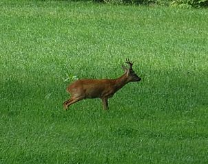 Guest house 298407 - Holiday property Achterhoek - Vakantiehuisje in Joppe