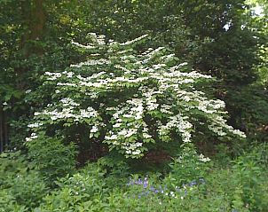 Guest house 298408 - Holiday property Achterhoek - Vakantiehuis in Joppe (bij Eefde)