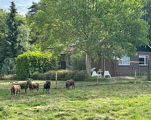 Cozy vacation home in Joppe, Achterhoek, Gelderland, with sheep in the green garden and an inviting terrace surrounded by nature.
