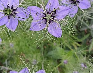 Unterkunft 300416 - Ferienhaus Gelderse vallei - Vakantiehuis in Brummen