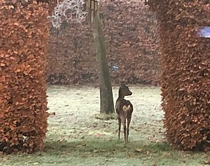 Unterkunft 300802 - Ferienhaus Gelderse vallei - Huisje in Empe