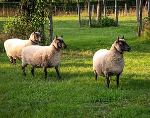 Unterkunft 300804 - Ferienhaus Gelderse vallei - Huisje in Empe