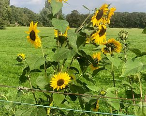 Unterkunft 300804 - Ferienhaus Gelderse vallei - Huisje in Empe