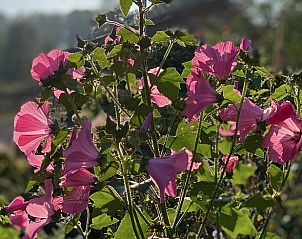 Unterkunft 300805 - Ferienhaus Gelderse vallei - Vakantiehuis in Empe