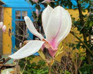 Guest house 304524 - Bed and Breakfast Noordzeekust - In de Aap - Appartementen & Guesthouse