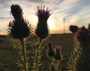 Unterkunft 310105 - Ferienhaus Montferland - Huisje in Netterden