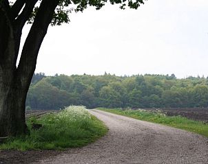 Rustikaler Pfad umgeben von ppiger Natur in der Nhe von Veluwe Ferienbungalow in Beekbergen, ideal fr Wanderungen in Gelderland.