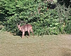Unterkunft 320138 - Ferienhaus Veluwe - Vakantiehuisje in Beekbergen