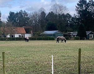 Uitzicht op weiland met paarden nabij Vakantiehuis in Koudhoorn, Veluwe.