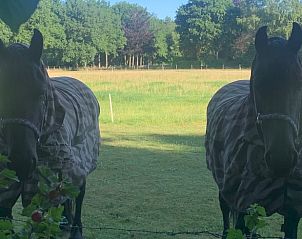 Paarden in weiland bij Vakantiehuis in Koudhoorn, Veluwe, in een landelijke omgeving.