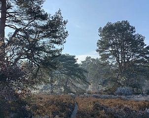 Bosrijke omgeving bij Vakantiehuis in Koudhoorn, Veluwe, met hoge dennenbomen.