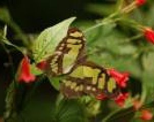 Kleurrijke vlinder in de tuin van Stacaravan op de Veluwe, Harskamp, omgeven door levendige bloemen.
