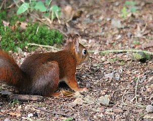 Guest house 3208111 - Holiday property Veluwe - Vakantiehuisje in Emst