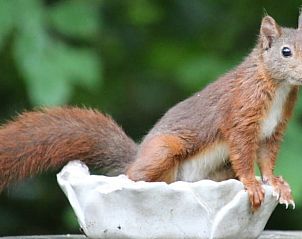 Guest house 3208111 - Holiday property Veluwe - Vakantiehuisje in Emst