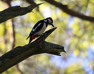 Guest house 3208111 - Holiday property Veluwe - Vakantiehuisje in Emst