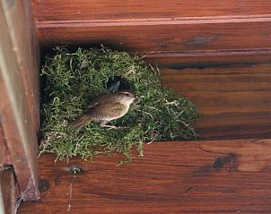 Guest house 3208111 - Holiday property Veluwe - Vakantiehuisje in Emst