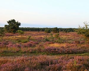 Guest house 3208111 - Holiday property Veluwe - Vakantiehuisje in Emst