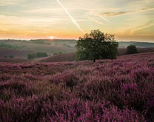 Guest house 3208111 - Holiday property Veluwe - Vakantiehuisje in Emst