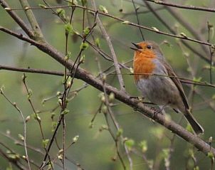 Guest house 3208111 - Holiday property Veluwe - Vakantiehuisje in Emst