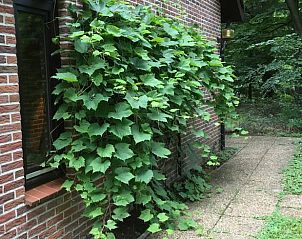Unterkunft 3208118 - Ferienhaus Veluwe - Huisje in Emst
