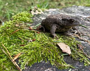 Unterkunft 3208118 - Ferienhaus Veluwe - Huisje in Emst