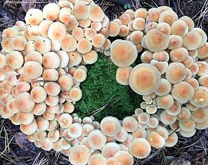 Unterkunft 3208118 - Ferienhaus Veluwe - Huisje in Emst