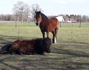 Unterkunft 320825 - Ferienhaus Veluwe - Vakantiehuisje in Emst