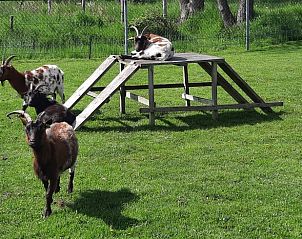 Unterkunft 320825 - Ferienhaus Veluwe - Vakantiehuisje in Emst