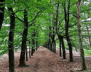 Unterkunft 320825 - Ferienhaus Veluwe - Vakantiehuisje in Emst